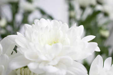 Closeup of white Chrysanthemum flower with green background.