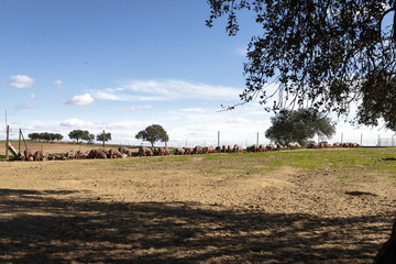 Fototapeta na wymiar Cerdo Ibérico en la dehesa de Extremadura. Piara de guarros de pata negra. Encinas y cerdos ibéricos criados con bellota y pienso. Vertical