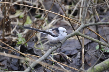 Raniuszek na gałęzi