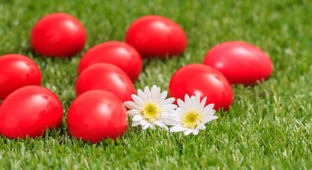 Easter eggs and white daisies on green grass, close up view