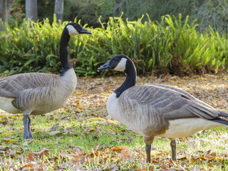 Canada Goose walking around