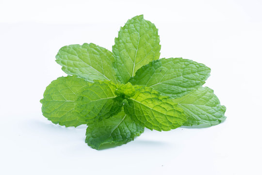 fresh raw mint leaves isolated on white