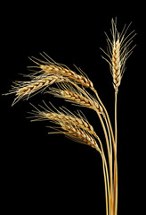 Spikelets of wheat on a black background