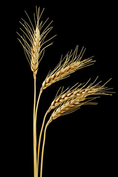 Spikelets of wheat on a black background