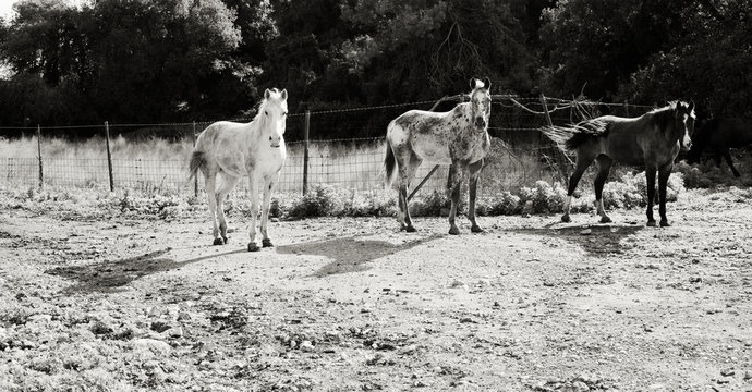 three wild horses portrait in the meadow. black and white photo