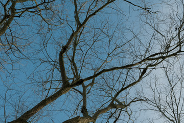 contrast branch vs sky