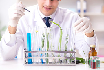 Fototapeta premium Biotechnology scientist chemist working in lab