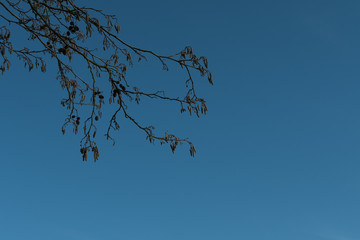 contrast branch vs sky