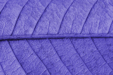 Texture of leaf background