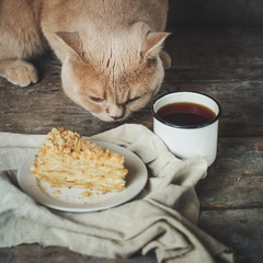 cat on the table and a piece of cake