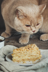 cat on the table and a piece of cake