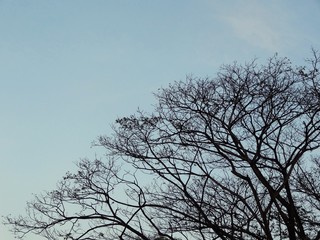 Fototapeta na wymiar Silhouette tree and street light post against blue sky