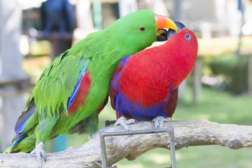 Big beautiful parrot