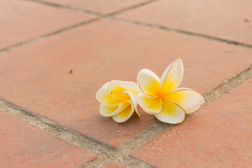 Fototapeta na wymiar plumeria flower drop on the foot bath