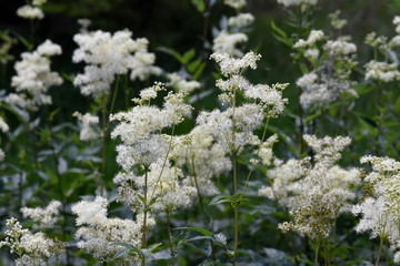 Meadowsweet plant Filipendula ulmaria flowering in a forest