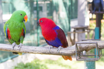 Big beautiful parrot