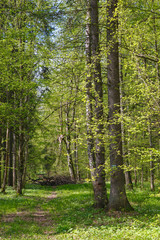 Obraz premium Narrow path through spring fores