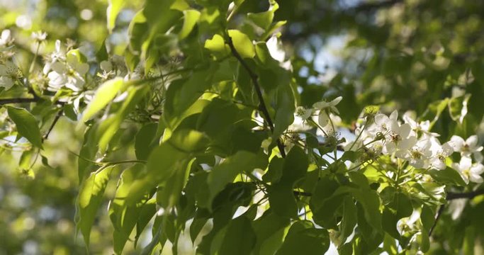 Slow motion pan shot of of apple tree with white flowers in a garden