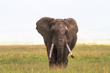 Fototapeta na wymiar Lonely elephant close-up. Inside the crater of Ngorongoro. Tanzania, Africa