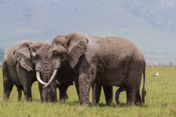 Naklejka na ściany i meble A meeting. Two huge elephants inside the crater of Ngorongoro. Tanzania, Africa