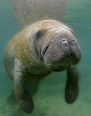 Manatee close-up portrait. This old boy was very curious as I photographed him near Crystal River Florida.