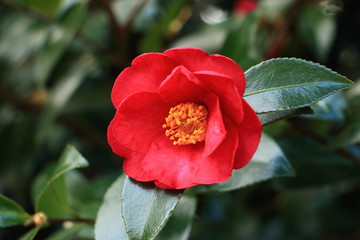Fototapeta na wymiar camellia japonica red