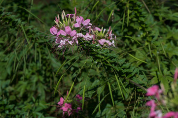 Cleome hassleriana