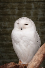 Portrait of an adult male snowy owl