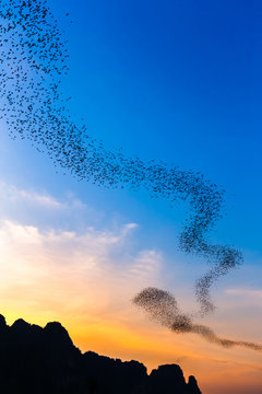Bats Flying to Forage