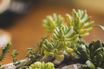 Fototapeta premium Succulent plants, rock and leafs make a nice natural image.