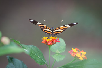 Monarca butterfly in farm