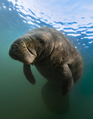 Manatee resting. Photographed near Crystal River Florida.