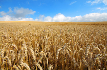 Landscape with warm colored yellow wheat crops on sunny day on rural farmland.