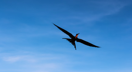 Prachtfregattvogel auf den Galapagos Inseln
