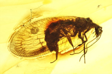 brown lacewing imprisoned in baltic amber
