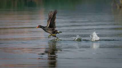 Jumping Moorhen