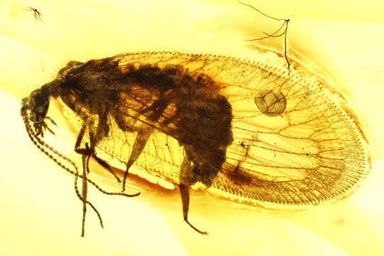 brown lacewing imprisoned in baltic amber