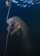 Playful manatee chewing on rope. Photographed near Homosassa Springs, Florida.