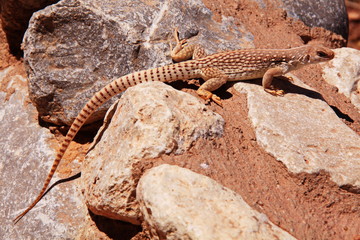 Lizard in Valley of Fire State Park in Nevada in the USA
