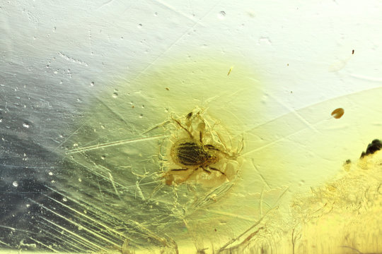 moss mite imprisoned in baltic amber