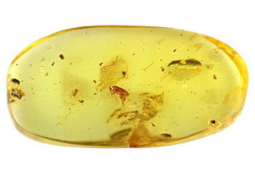 Baltic amber with marsh beetle isolated on white background