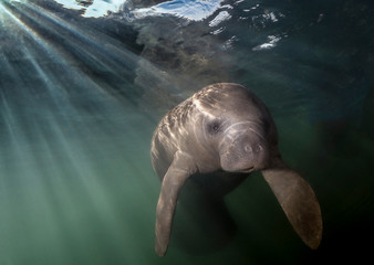 Graceful Manatee resting below the surface. Photographed near Homosassa Springs, Florida.