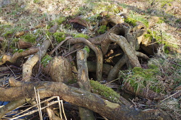 Fototapeta premium Die Wurzel