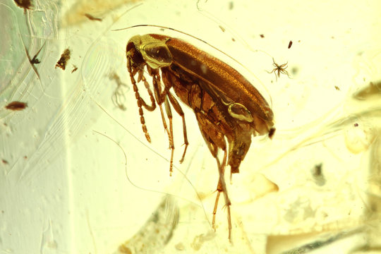 marsh beetle imprisoned in baltic amber