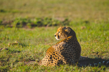 single cheetah at sunrise