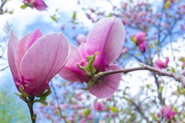 Obraz premium pale pink magnolia flower