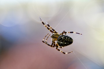 Spinne, Kreuzspinne