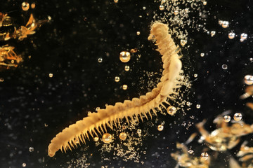 millipede imprisoned in baltic amber