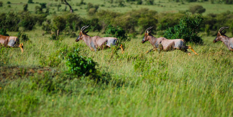 Obraz na płótnie Canvas Topi antelope running