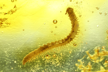millipede imprisoned in baltic amber